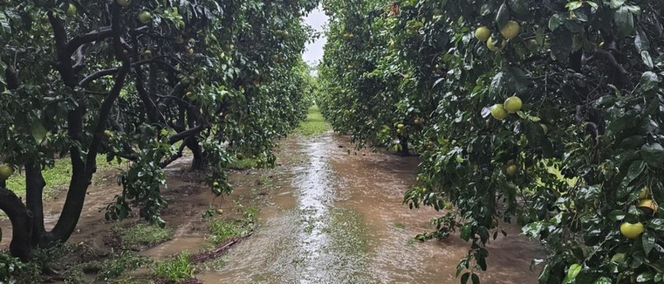 Une grande partie du verger de l'exploitation agricole de Flaviu Filidori entièrement sous les eaux après les récentes intempéries en Haute-Corse. Crédit : Flaviu Filidori