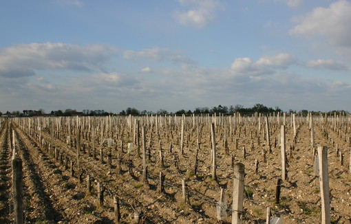 « La viticulture, une filière d’avenir : l’urgence de l’union ».