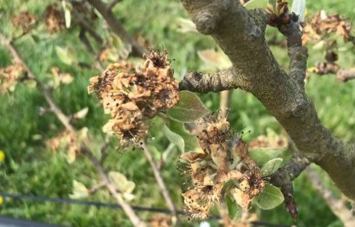 Fleurs de pommier brûlées