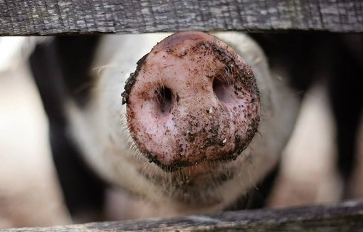 La peste porcine africaine sur le point de déséquilibrer l’Europe