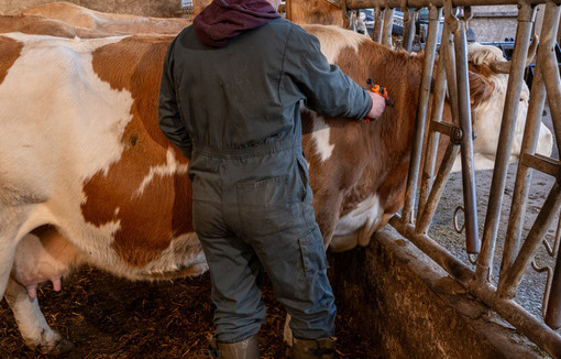 Tuberculose bovine.