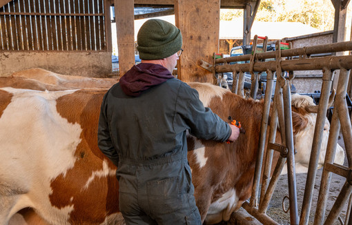 France : première détection du virus Shamonda chez un humain