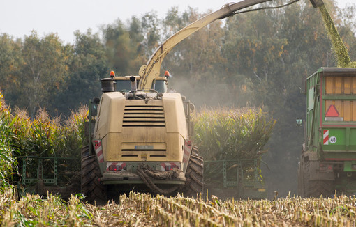 Ensilage maïs.