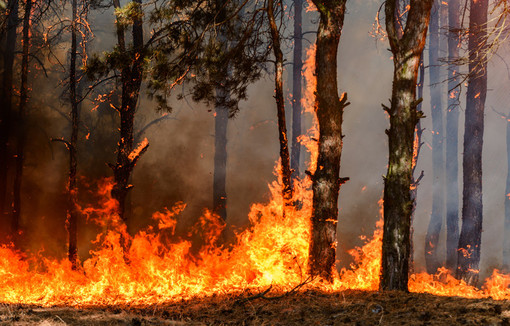 Incendies en France : les agriculteurs mobilisés (c) yelantsevv