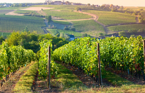 Panorama dans les vignes en France.