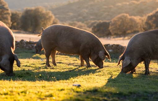 Référent bien-être animal dans chaque élevage : surtout un moyen de rassurer les consommateurs ?