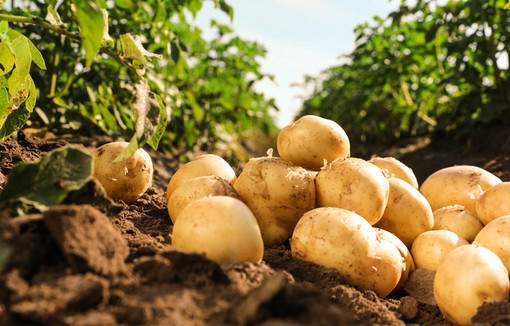 Tas de pommes de terre mûres au sol dans un champ. 
