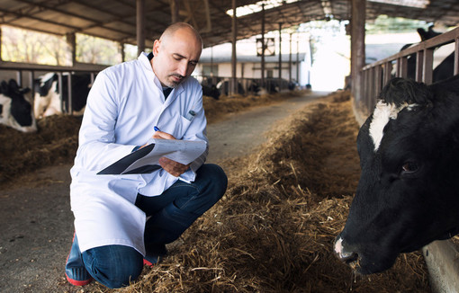 Vétérinaire médecin vérifiant l’état de santé des bovins à la ferme des vaches. 