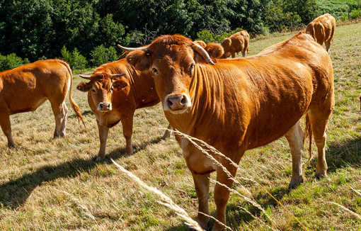 Dermatose: "Pour sauver toute la filière, l'abattage est la seule solution", dit la ministre de l'Agriculture.