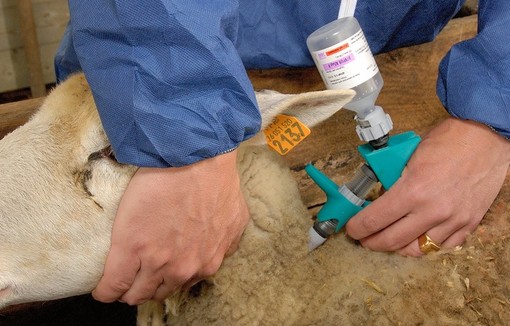 Fièvre catarrhale ovine : lancement d’une campagne de vaccination
