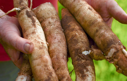 Le manioc est touché par une maladie depuis deux ans. 
