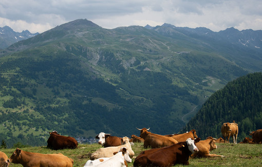 Le nouveau virus récemment détecté sur des vaches laitières malades en Suisse est également présent dans l’est de la France et en Allemagne.
