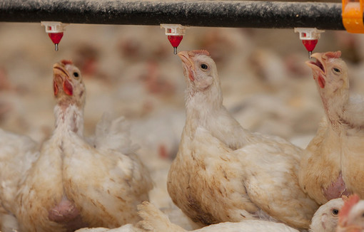 Des poules buvant de l’eau dans un enclos à poulets.