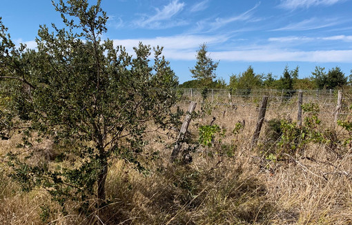 Parcelle de vigne non arrachée.