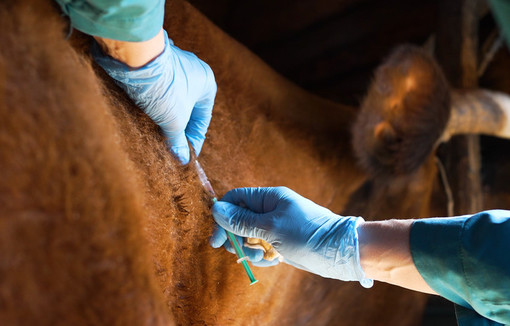 Les premières opérations de vaccination, prises en charge intégralement par l’État auront lieu au début de la semaine du 21 juillet.