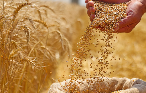 Actualités des marchés céréaliers et prévisions pour la campagne commerciale 2025/26. Actualités des marchés céréaliers et prévisions pour la campagne commerciale 2025/26.