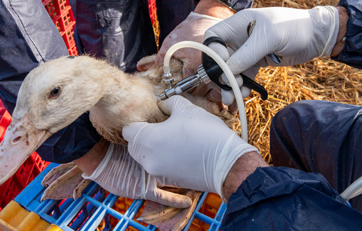 La campagne de vaccination 2024/2025 contre l'influenza aviaire hautement pathogène (IAHP).