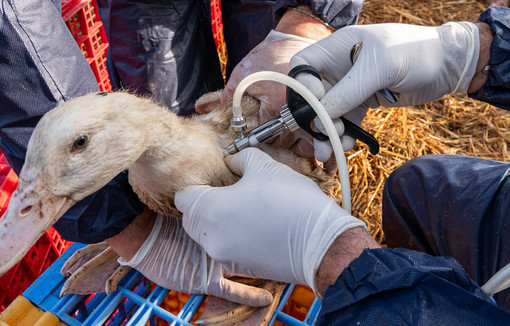Versement d'une avance de trésorerie aux éleveurs de volailles dont l'élevage a été affecté par l'épisode d'influenza aviaire hautement pathogène 2025-2026.
