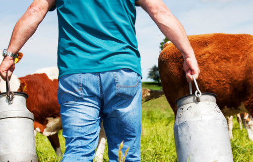 Arrêt de la collecte de lait bio en Bretagne.