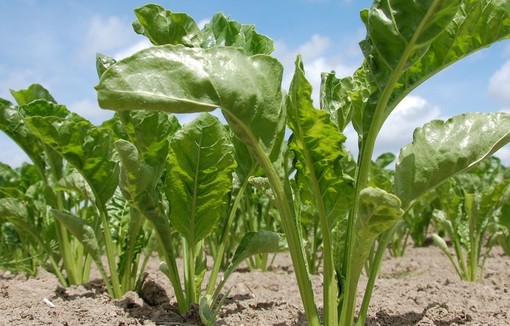 Plants de betterave sucrière dans un champ.