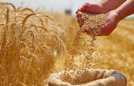 Le marché de blé tendre 2024-2025 en France.