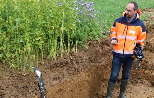 En améliorant le taux de matière organique des sols, l’implantation d’un couvert en interculture permet de stocker entre 130 et 370 kg de carbone/ha/an