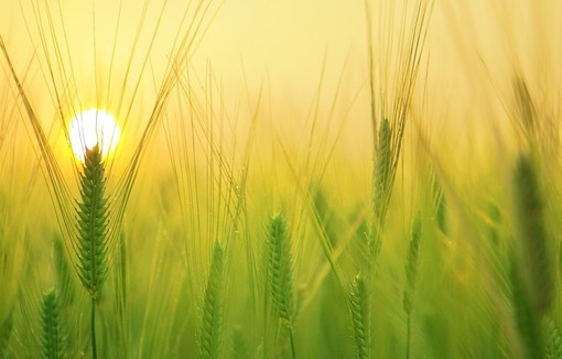 La relance de l’agriculture, pourvu que ça dure 