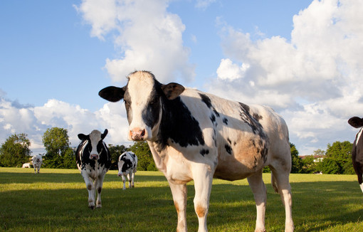 Lancement de l’application Boviwell pour évaluer le bien-être animal