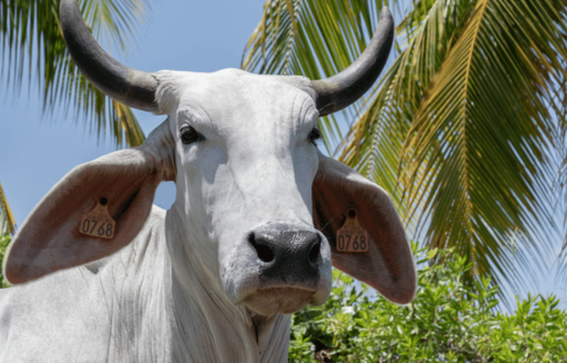 BIGUINE est la vache égérie de cette 62e édition du Salon international de l'Agriculture.