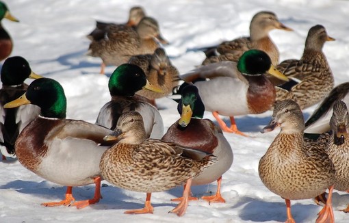 Canards en hiver