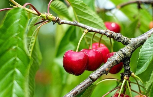 Cerises