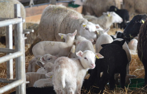 Un troupeau d'agneaux et de moutons en intérieur.