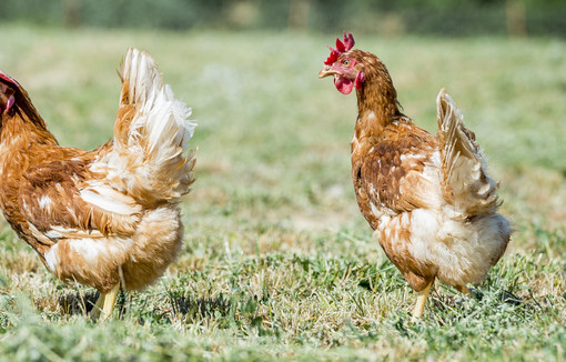 Poules marchant en plein air