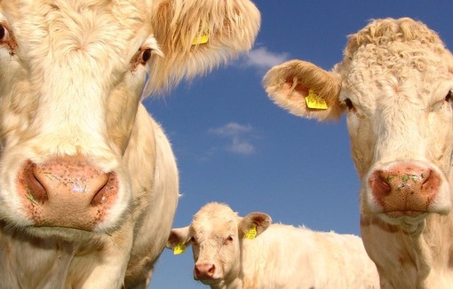 Un troupeau de vaches dans un champ