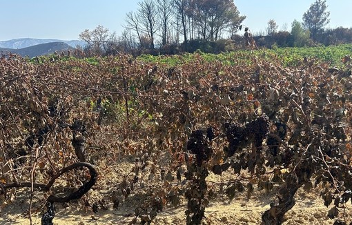 Vignes touchées par les incendies du 05 août 2025.