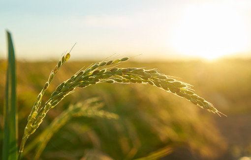 La semaine de l’agriculture française, c’est parti !