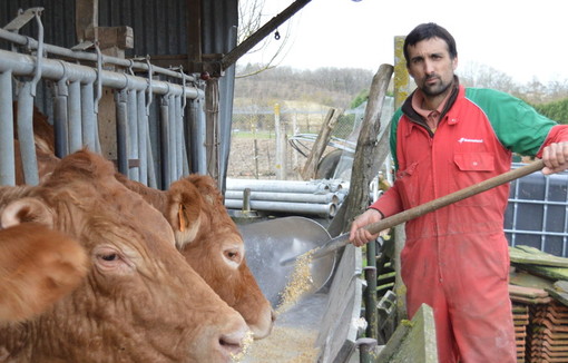 Mickaël Magne en train de nourrir ses vaches. 