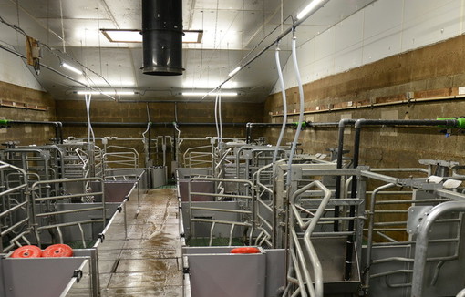 Ici en porc, l'IA peut être très utile.