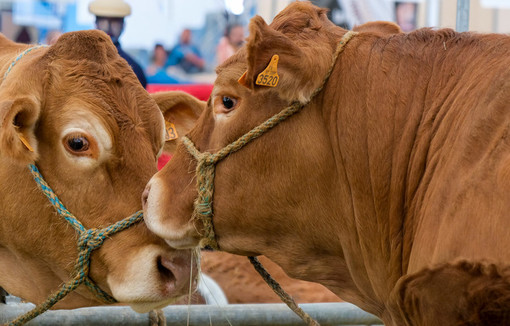 La tuberculose bovine n’est pas qu’un indicateur sanitaire.