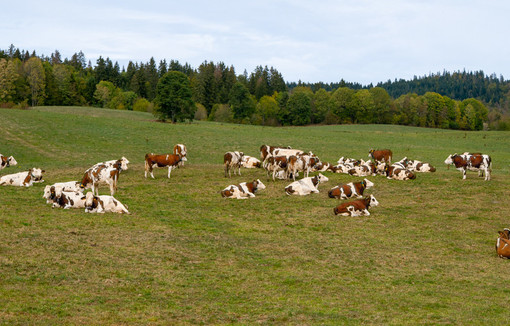 Au 20 septembre 2026, le déficit de la  pousse de l’herbe atteint 40 % 