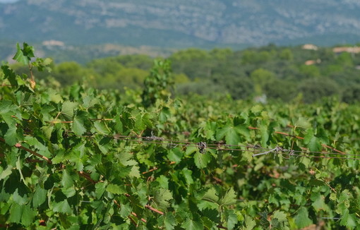 Champagne: les dates d'ouverture des vendanges publiées.