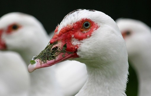 Influenza aviaire : une course effrénée contre la montre 