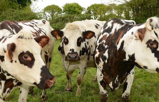 le contrat s'impose pour les éleveurs de vaches laitières dès le 1er janvier 2022.