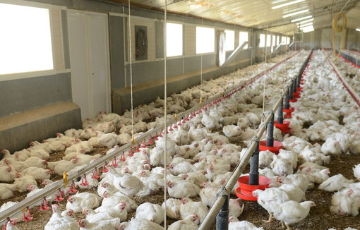 Dans un élevage de poulets lourds en Bretagne