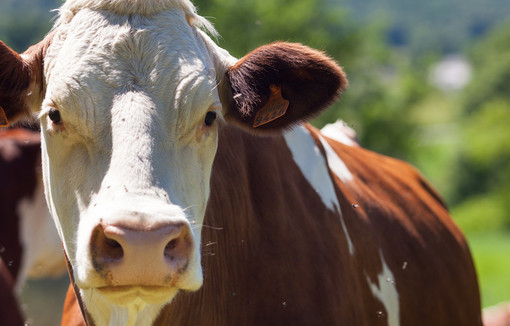 Que pensent vos animaux de vous ?