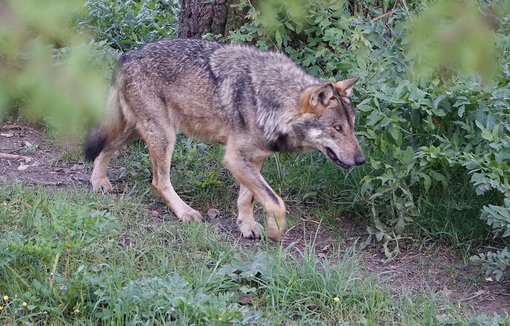 Publication de l’arrêté précisant les mesures de réduction de vulnérabilité pour l’encadrement des tirs de défense contre le loup en protection des troupeaux de bovins et d’équins.