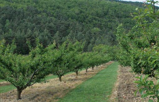 Rénovation des vergers arboricoles - campagnes 2026/2027 et 2027/2028