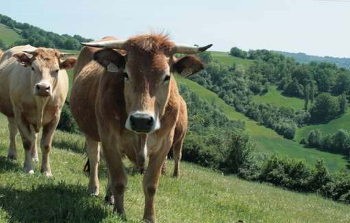 Annie Genevard annonce la reprise des exportations de bovins dès le 1er novembre dans un cadre sanitaire maitrisé.