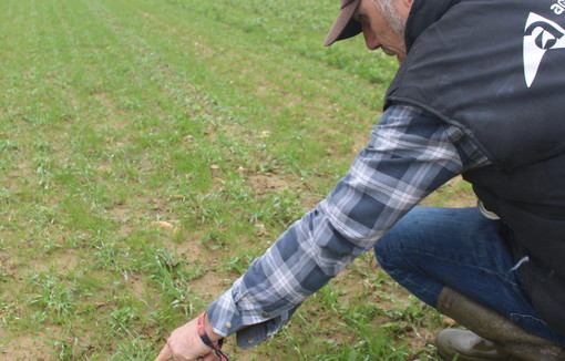 Jean-Luc Gayet inspecte un essai de prairie implantée en même temps qu'une céréale.