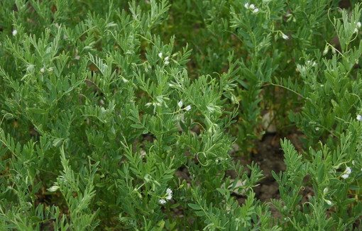 Plants de lentilles vertes.